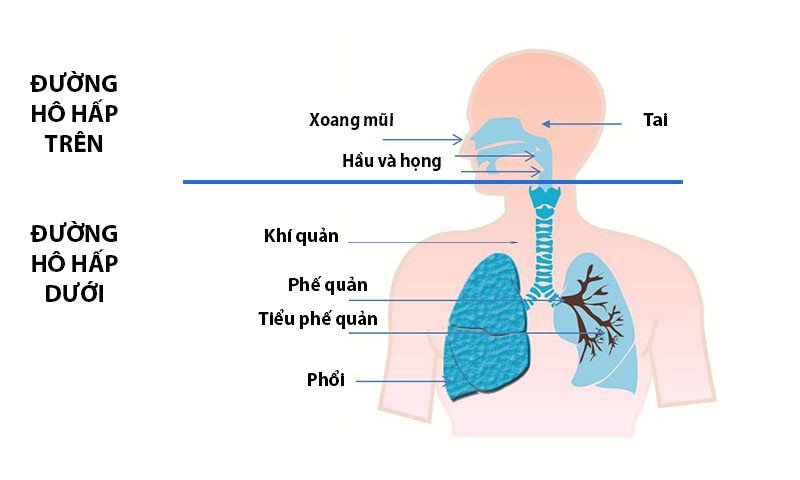 Bệnh hô hấp bao gồm tất cả các bệnh liên quan đến đường hô hấp trên và hô hấp dưới